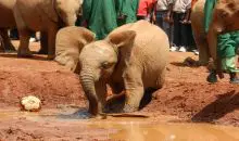 Kenia_Safari_Nairobi_Elefantenwaisenhaus