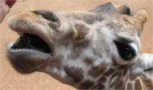 Kenia_Safari_Nairobi_Langata_Giraffenzentrum_junge_Giraffe