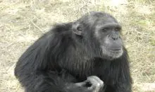 Kenia_Safari_Ol_Pejeta_Wildschutzgebiet_Schimpansenschutzprojekt_Jane_Goodall