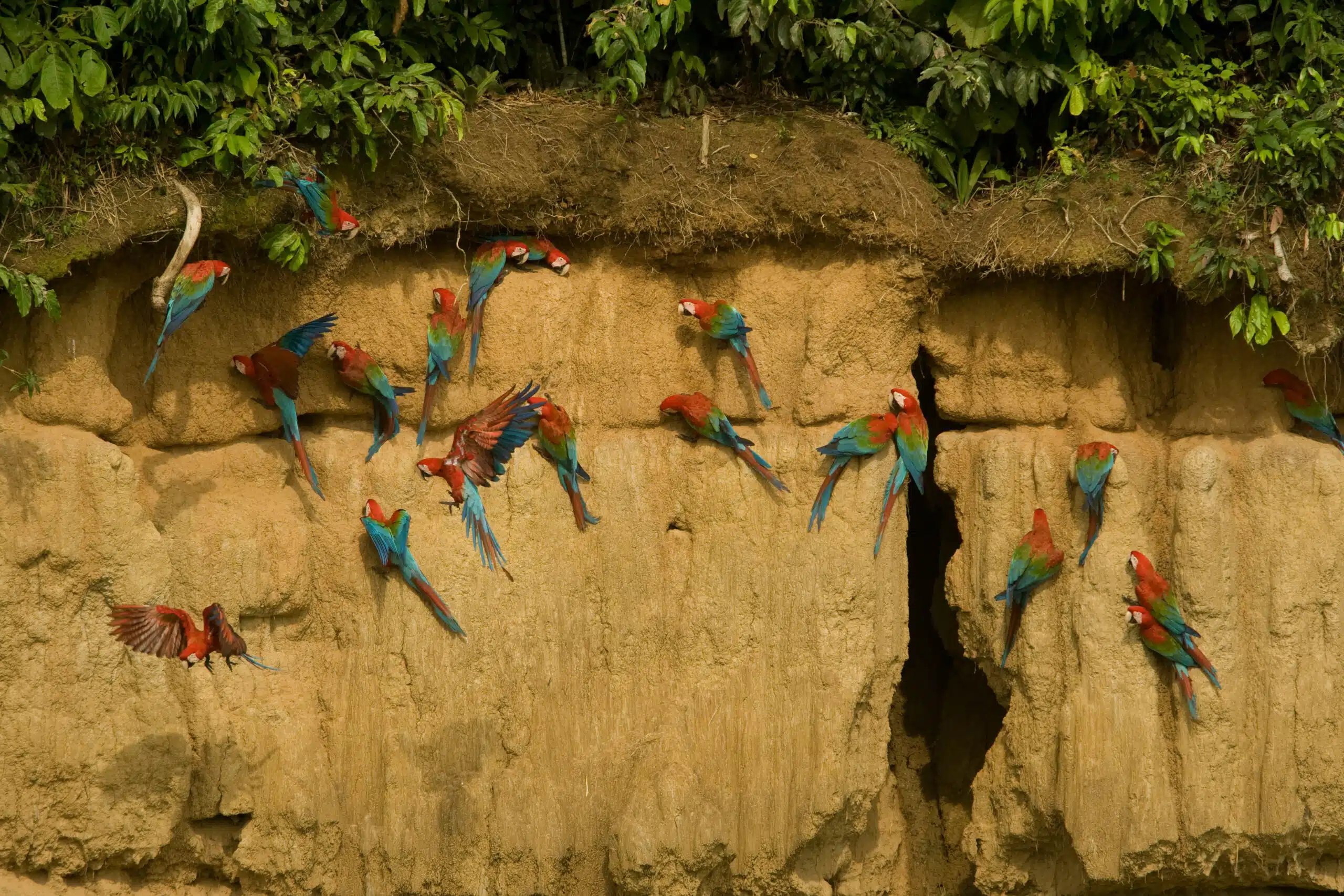 Peru Reisen Papageien in der Steilwand