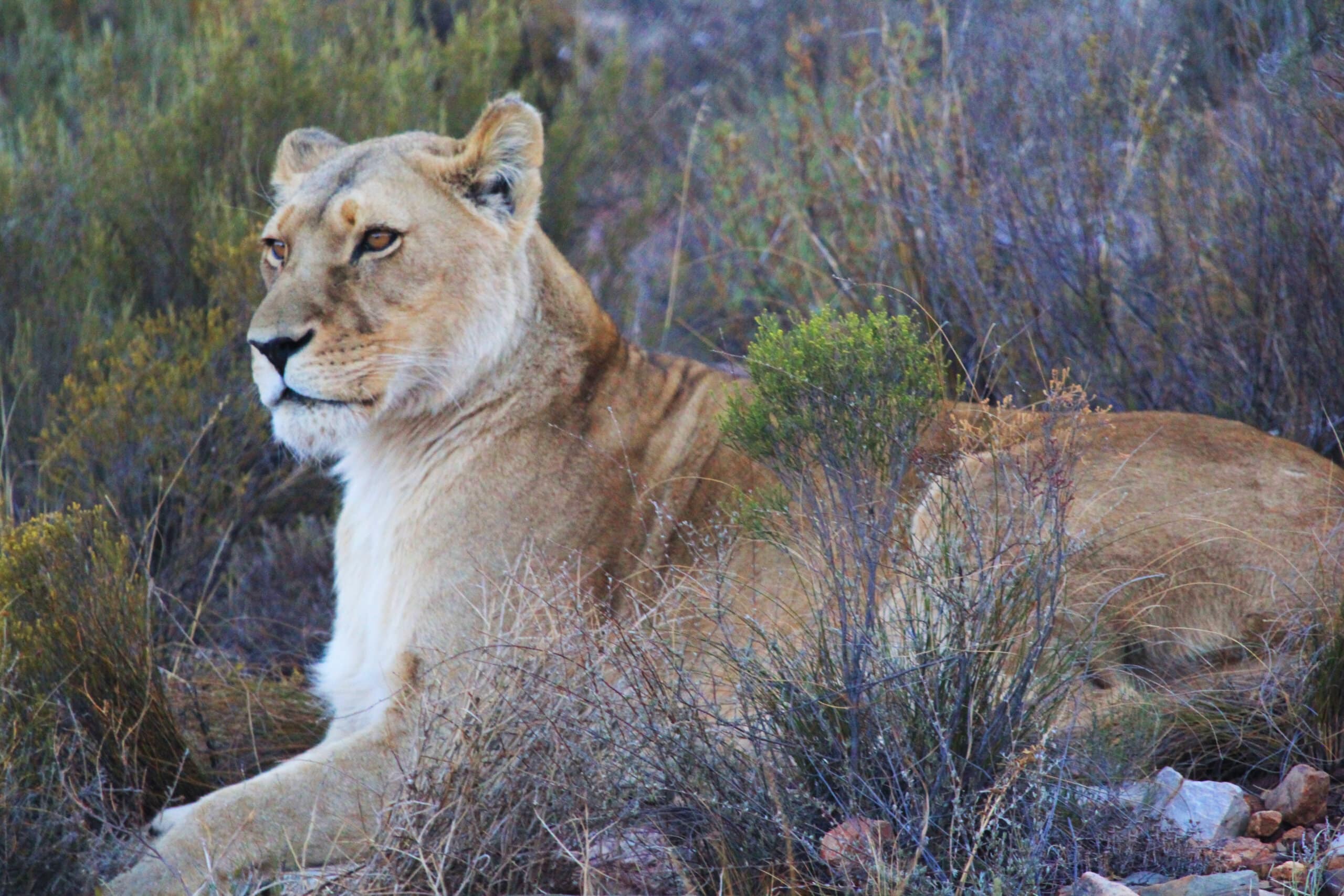 Südafrika Safari Aquila Wildreservat Löwe