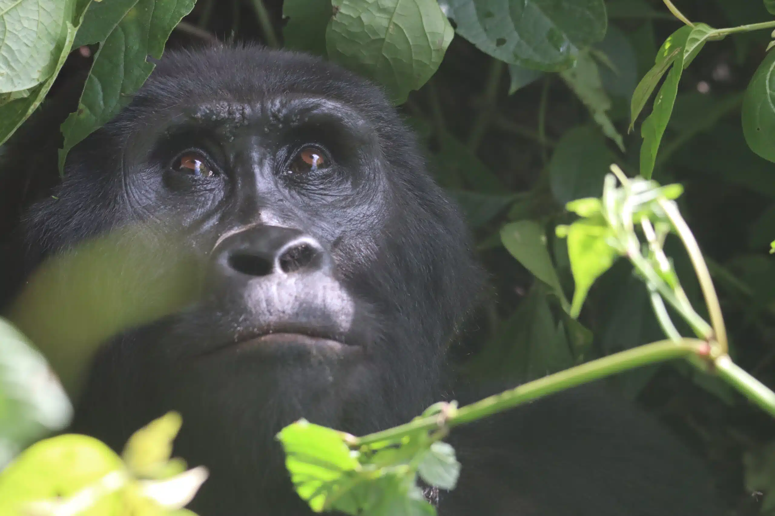Uganda Rundreise Bwindi Impenetrable Nationalpark Gorilla Tracking Uganda Unravelled