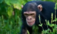 Uganda Rundreisen Ngamba Island Schimpanse