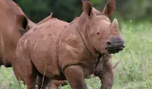 Uganda Rundreisen Ziwa Rhino Sanctuary Nashornbaby