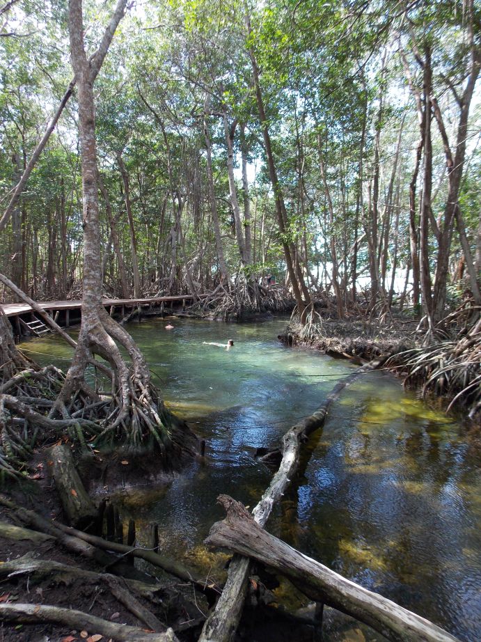 Mexiko Reise Yukatan blauer Fluss im Wald