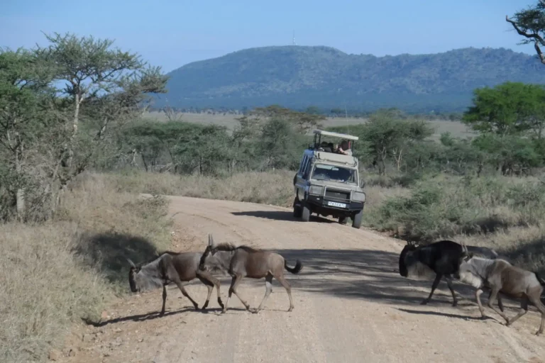 Tansania Safari Fahrzeuge