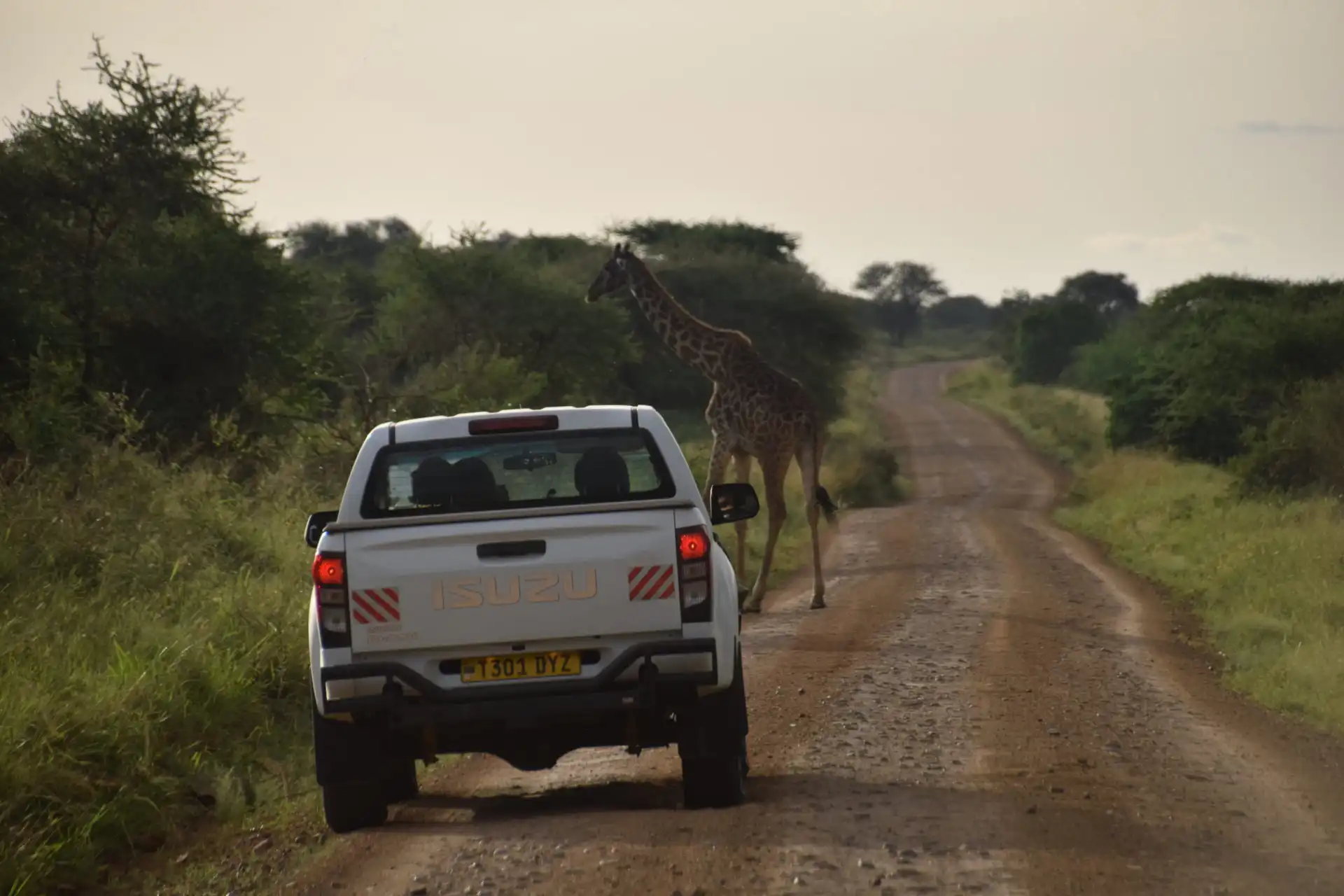 Tansania Selbstfahrer Reise Pickup mit Giraffe