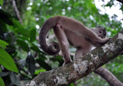 Ecuador Reise Amazonas Regenwald Affe