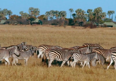 Botswana Gruppenreise Zebras streifen durch das Gras