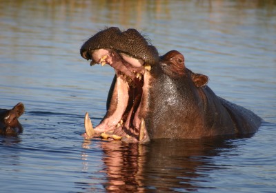 Botswana Safari Chobe Nationalpark Gähnendes Flusspferd