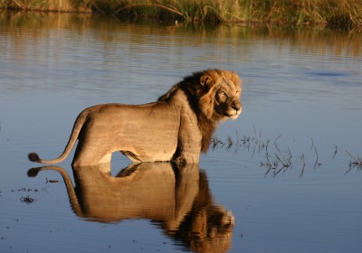 Botswana Safari Löwe im Wasser im Chobe Nationalpark