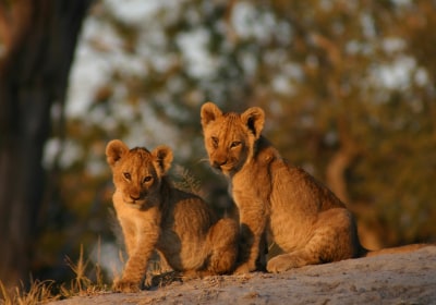 Botswana Safari Chobe Nationalpark Löwenbabies