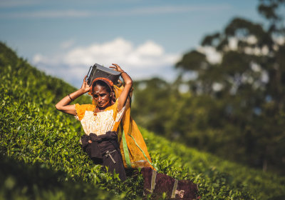 Hochzeitsreise Sri Lanka Teeplantage