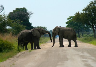 Namibia Safari Caprivi Elefanten
