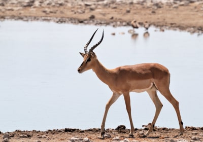 Namibia Safari Etosha Nationalpark Impala am Wasserloch