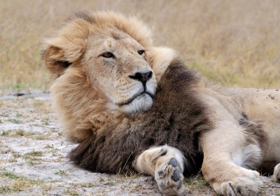 Namibia Safari Etosha Nationalpark Tiere Löwe