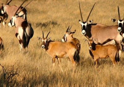 Namibia Safari Oryx im Etosha Nationalpark