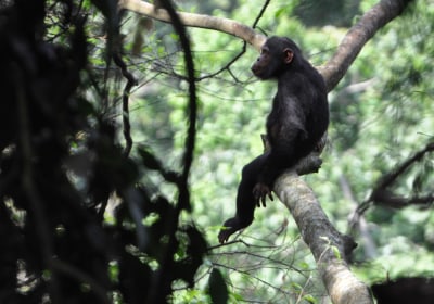 Uganda Rundreise Schimpansen Trekking Budongo Forest