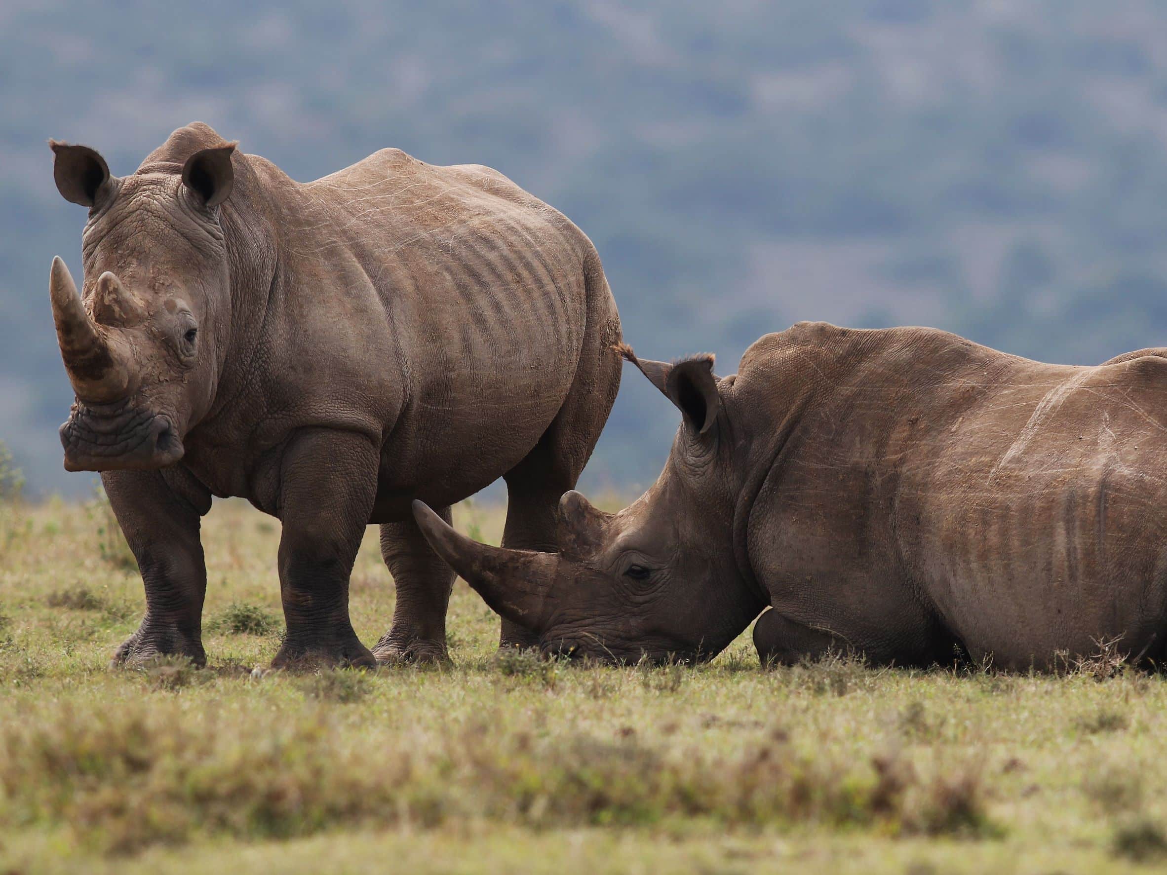 Selbstfahrer Kenia Reise Wakati Solio Ranch Breitmaulnashorn