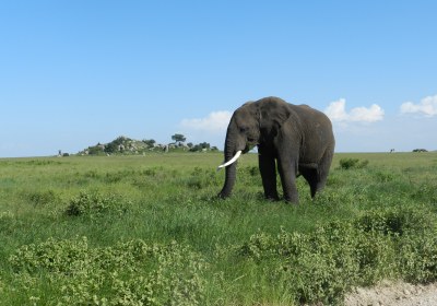 Tansania Safari Serengeti Nationalpark Elefant vor Kopjes