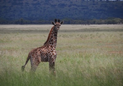 Tansania Safari Ngorongoro Krater Giraffe