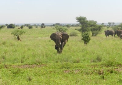 Tansania Safari Tarangire Nationalpark Elefantenherde