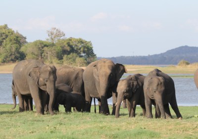 Hochzeitsreise Sri Lanka Udawalawe Elefantenherde