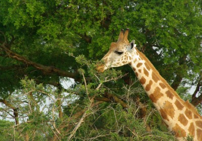 Uganda Ruanda Reise Murchison Falls Nationalpark Giraffe