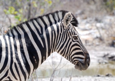 Botswana Gruppenreise Zebra Nahaufnahme
