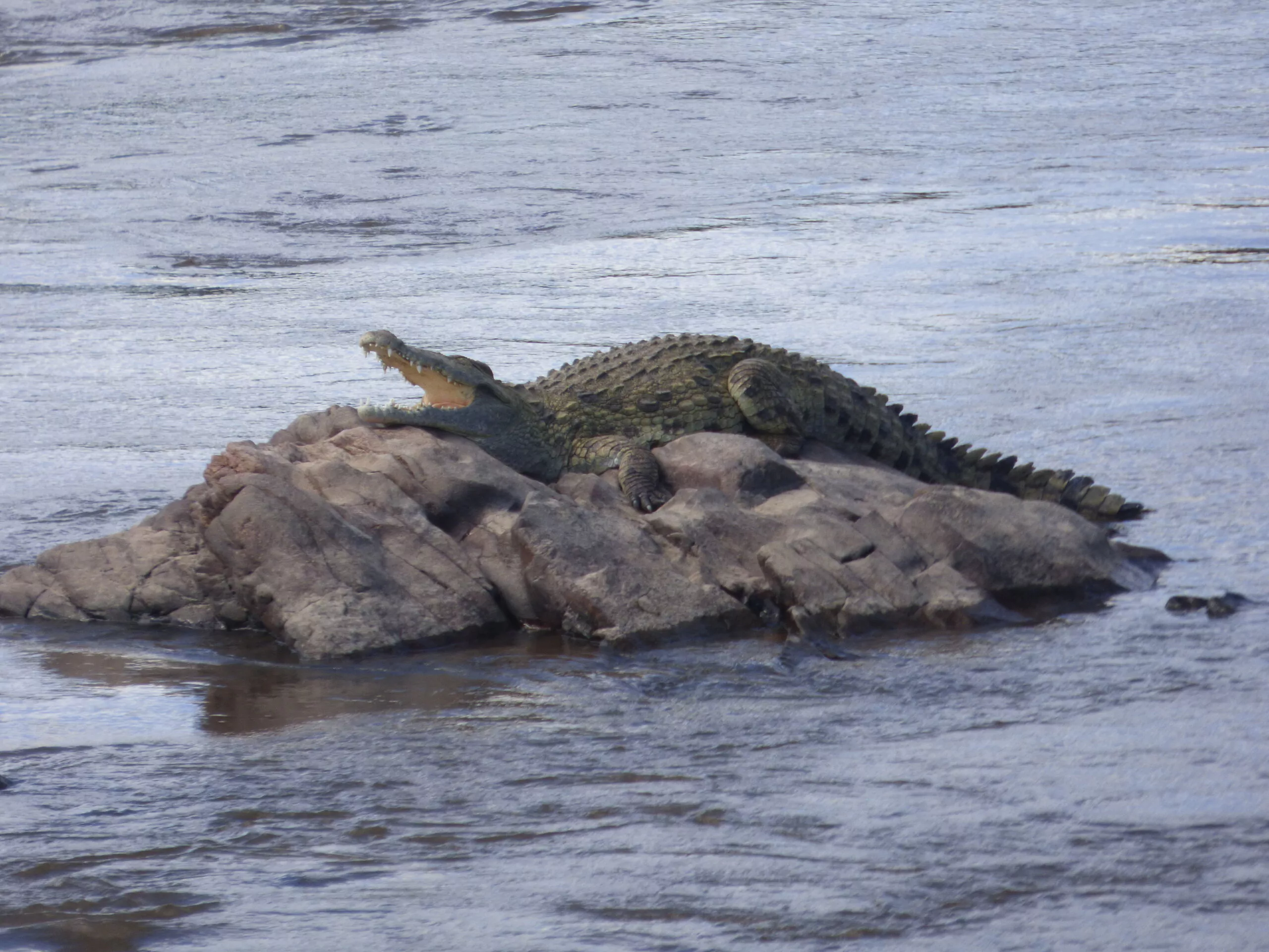 Tansania Selbstfahrerreisen Ruaha Nationalpark Krokodil im Fluss