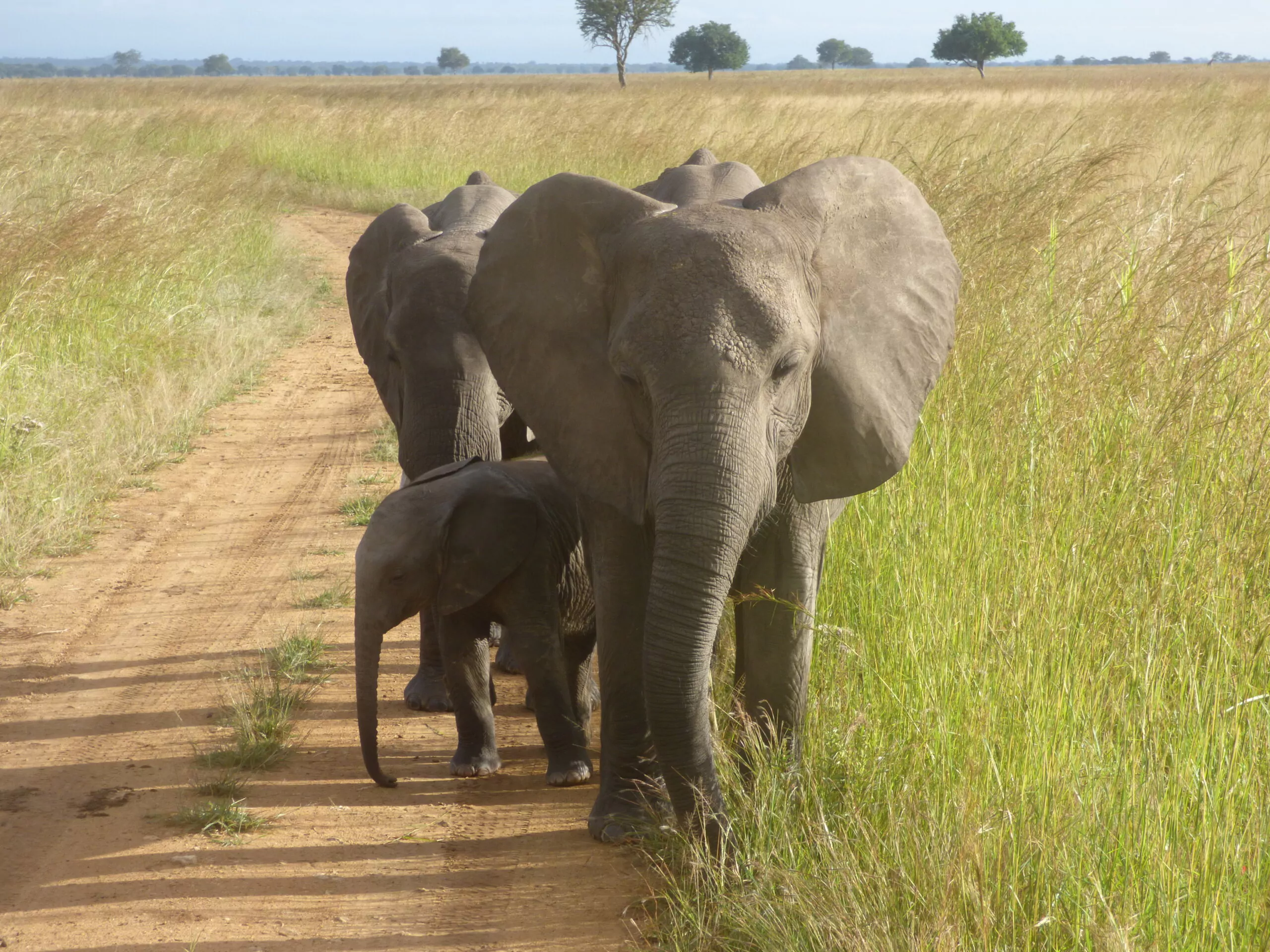 Tansania Selbstfahrerreisen Mikumi Nationalpark Elefantenherde