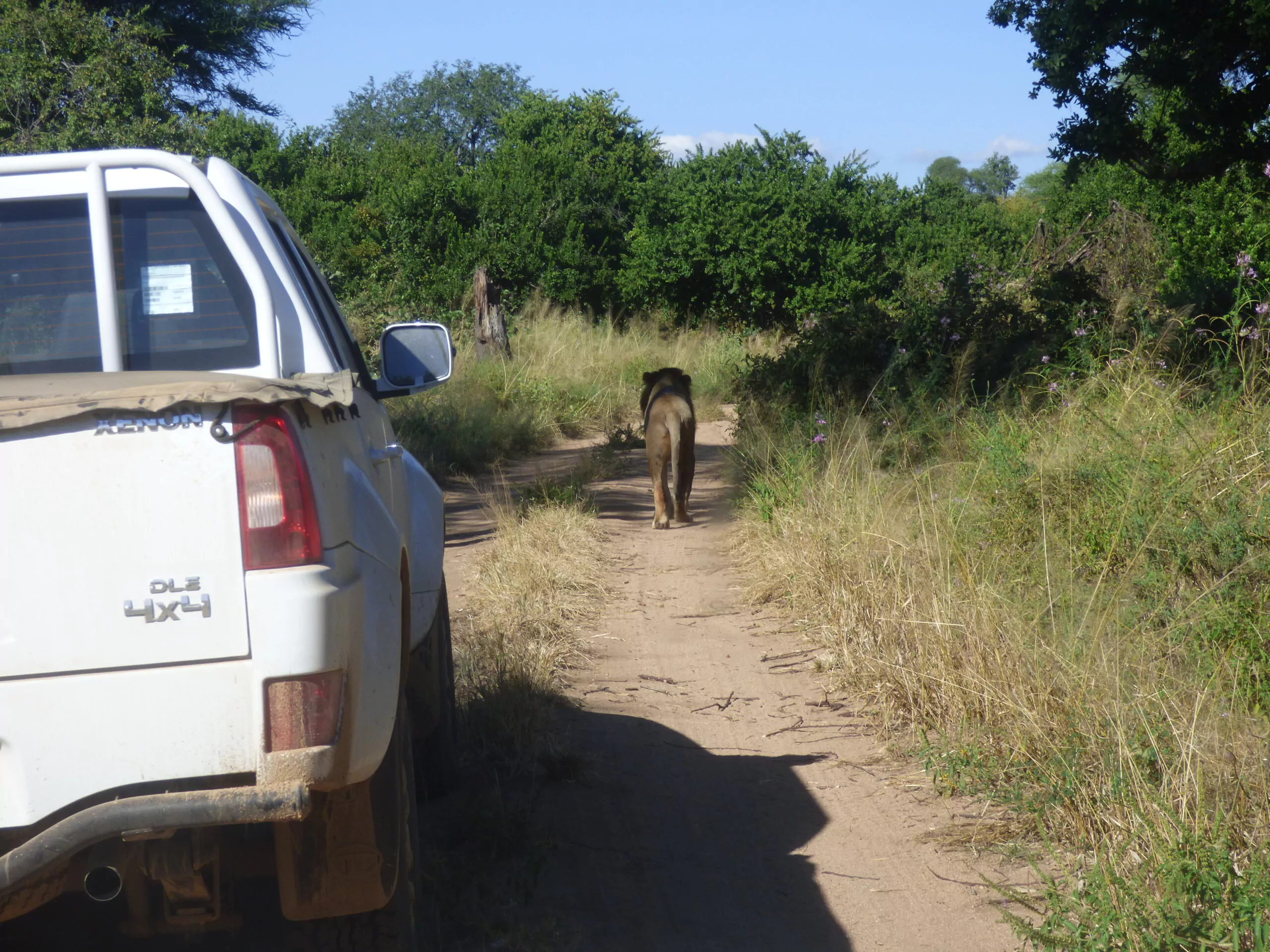 Tansania Selbstfahrerreisen Ruaha Nationalpark Löwe vor Pickup