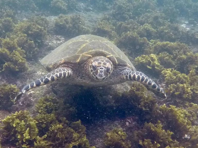 Ecuador Reisen Galapagos Inseln Marry Anne Wasserschildkröte unter Wasser