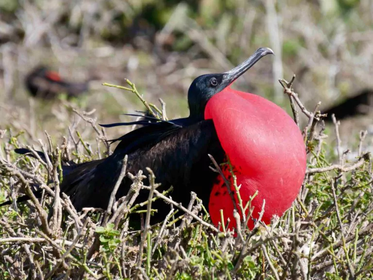 Ecuador Reisen Galapagos Kreuzfahrt Fregattvogel