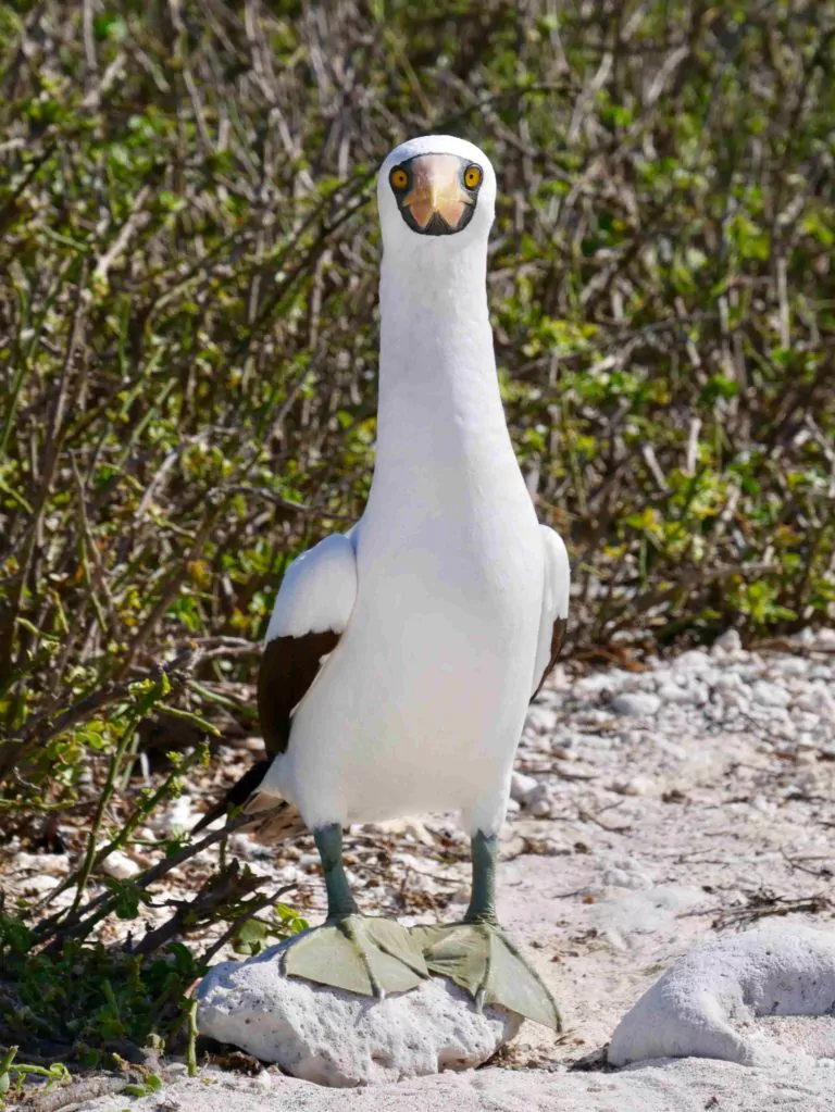 Ecuador Reisen Galapagos Kreuzfahrt Vogel