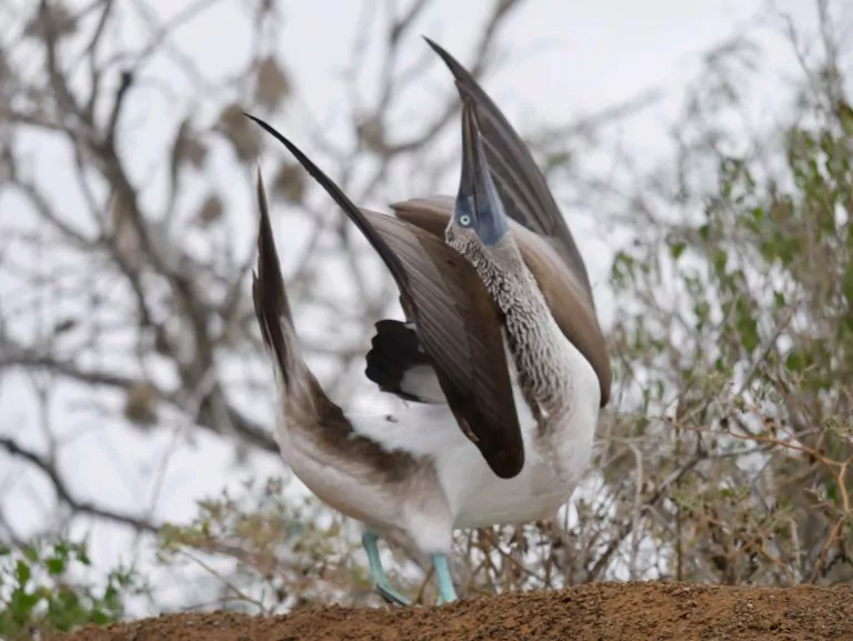 Ecuador Reisen Galapagos Inseln Marry Seevogel