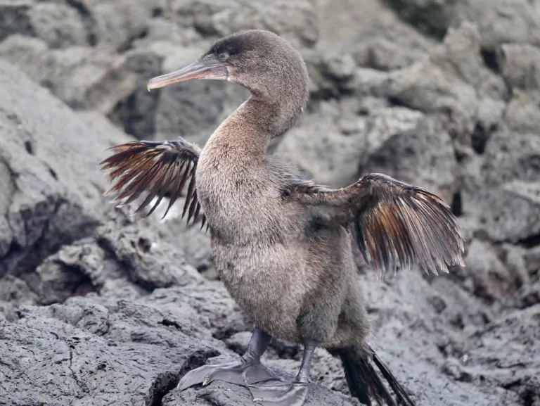 Ecuador Reisen Galapagos Inseln Marry Albatros