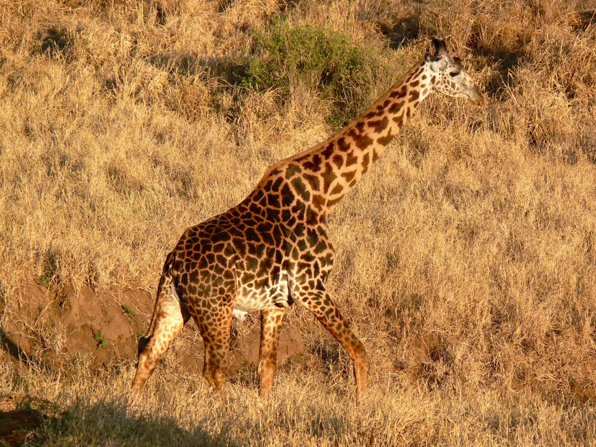 Kenia Safari Staendige-Begleiter-die-majestaetischen-Giraffen