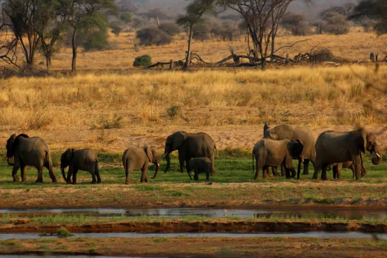 Tansania Selbstfahrer Reise Tarangire Nationalpark Elefantenherde