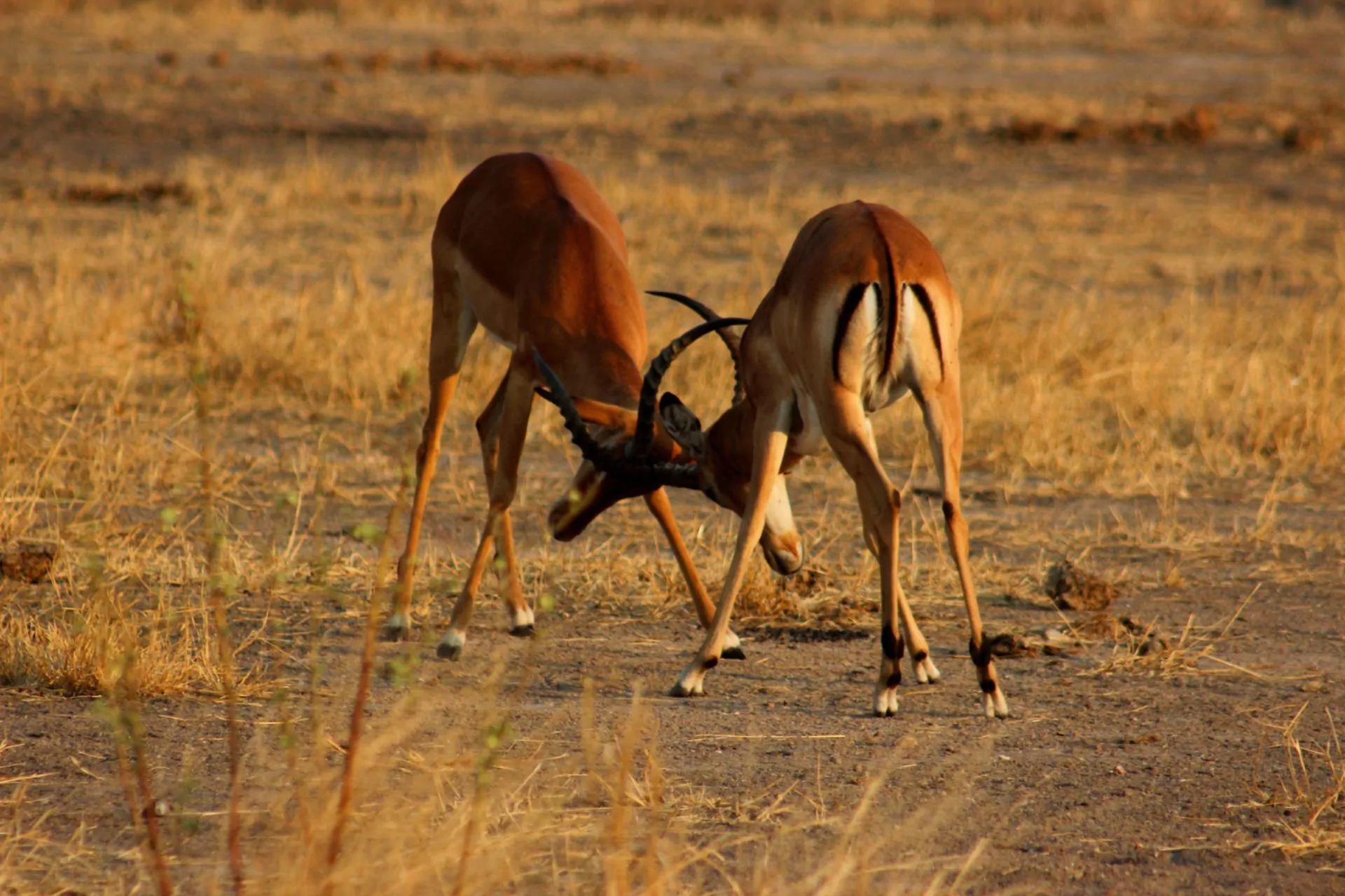 Tansania Selbstfahrer Reise Impala Männchen beim Kampf