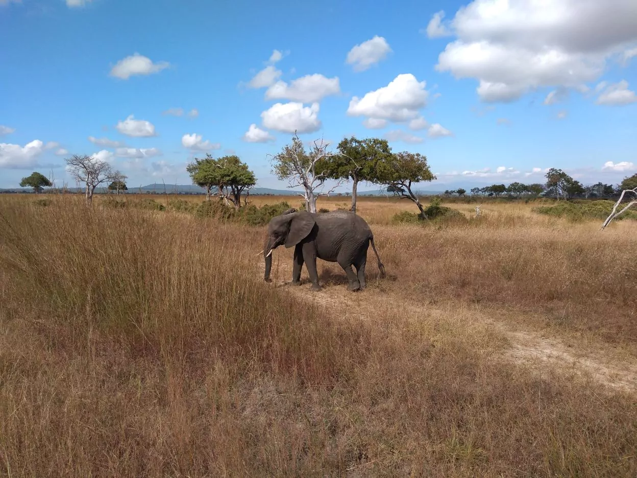 Tansania Safari Elefant im Mikumi Nationalpark
