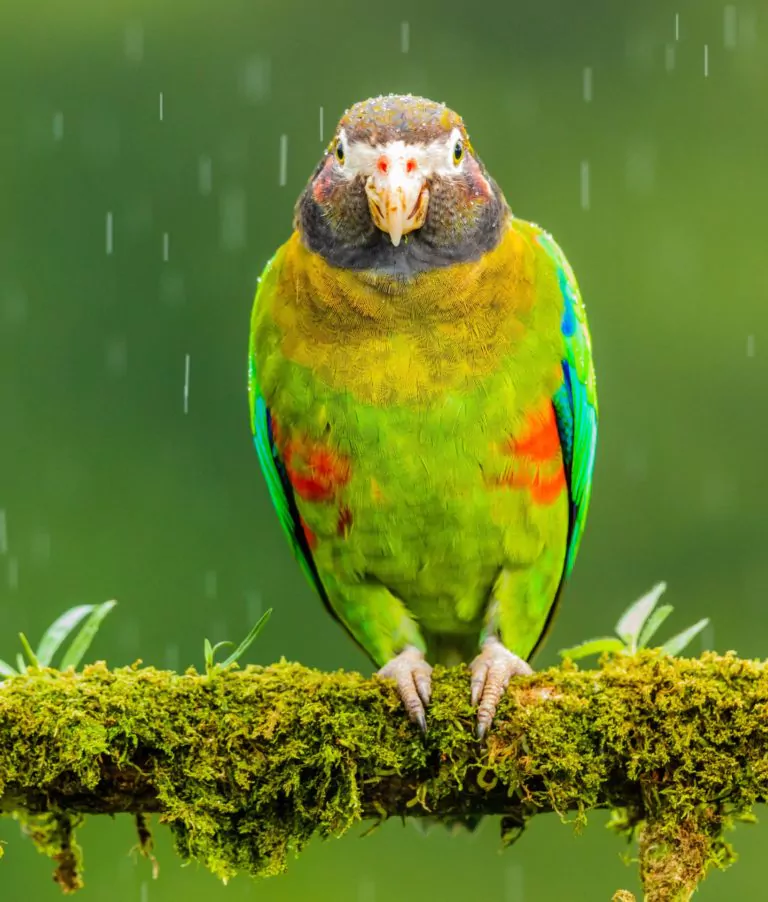 costa rica rundreisen papagei im regen