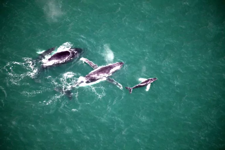 costa rica rundreisen fauna wale whale watching