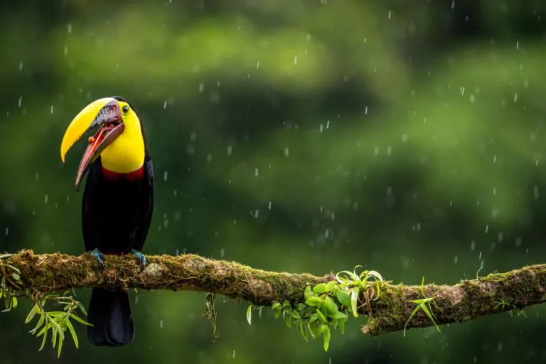 costa rica rundreisen tukan im regen