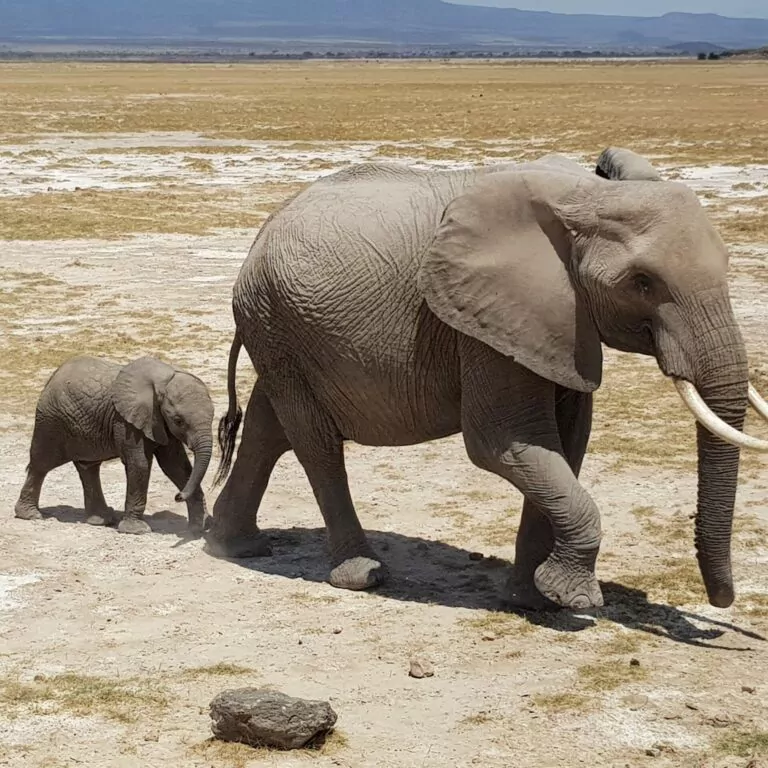 Kenia_Hochzeitsreise_Amboseli_Nationalpark_Elefanten