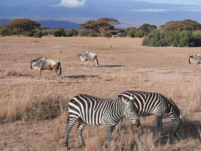 Kenia_Hochzeitsreise_Amboseli_Nationalpark_Gnus_Zebras
