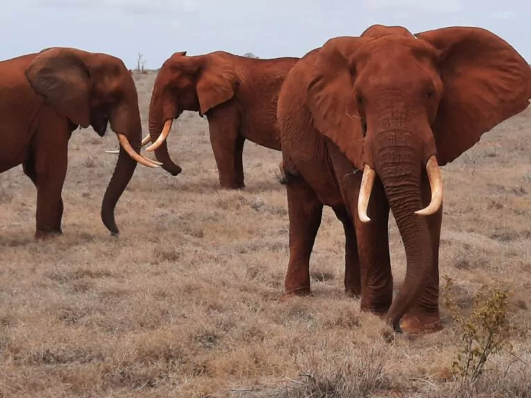 Kenia_Hochzeitsreise_Tsavo_Ost_Nationalpark_Rote_Elefanten