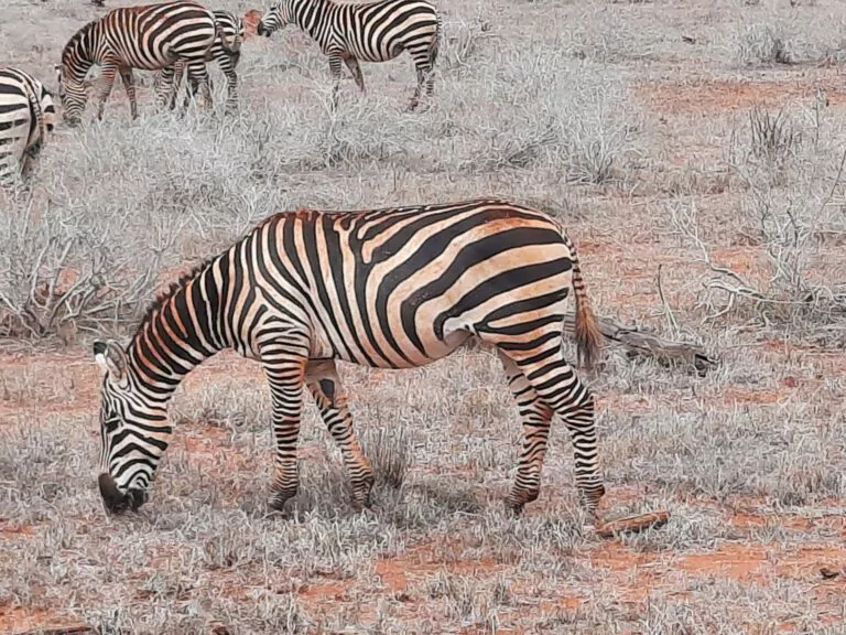 Kenia_Hochzeitsreise_Tsavo_Ost_Nationalpark_Zebras
