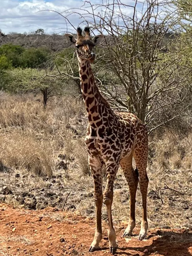 Kenia_Hochzeitsreise_Tsavo_West_Nationalpark_Giraffe