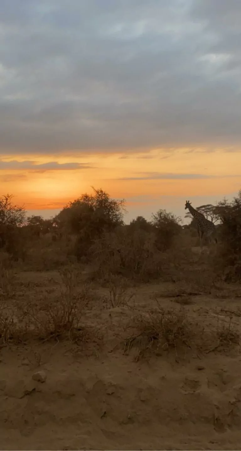 Kenia_Safari_Selbstfahrer_Amboseli_Nationalpark_Giraffe_im_Sonnenuntergang